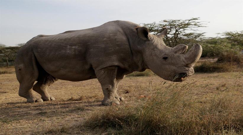 Cuando su estado se agravó, el equipo de veterinarios de la reserva natural Ol Peteja de Kenia donde vivía, decidió practicarle la eutanasia. Así lo informaron en un comunicado 