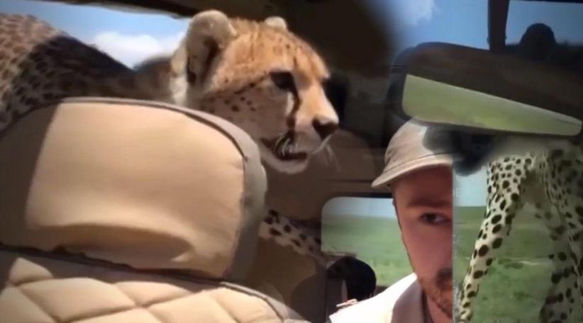 Se trata de Britton Hayes quien se filmó mientras los animales lo olfateaban y caminaban dentro del vehículo.