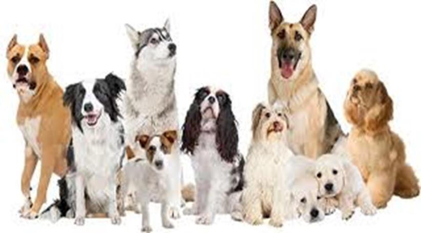 ¿Cuántos años tienen los perritos respecto a los humanos?