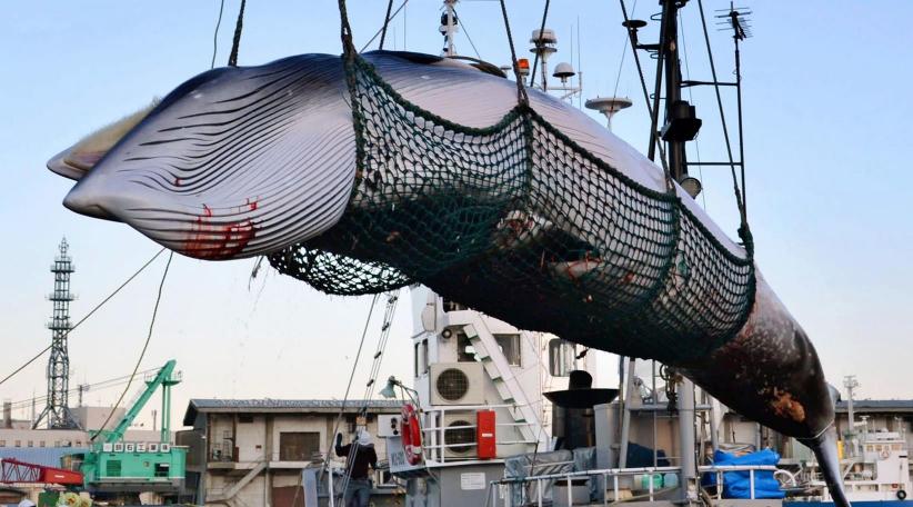 Japan confirms it will quit IWC to resume commercial whaling
