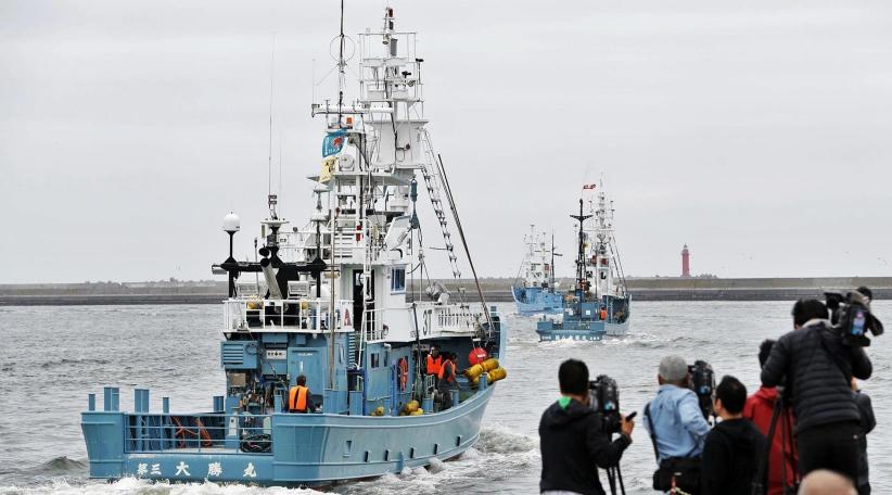 Japan resumes commercial whaling for first time in 30 years