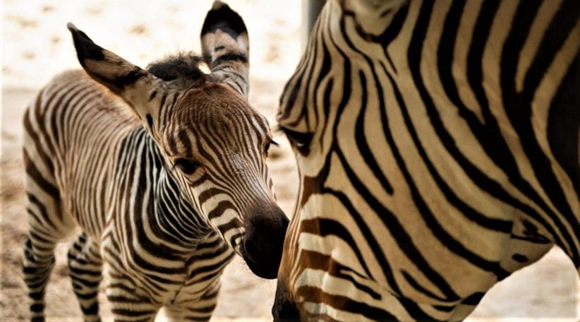 Disney's Animal Kingdom le dio la bienvenida a nuevos bebés animales