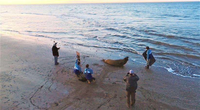 Un elefante marino encontrado en Lezama pudo volver al mar