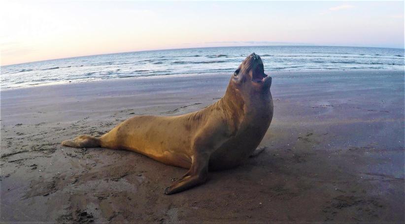 Un elefante marino encontrado en Lezama pudo volver al mar