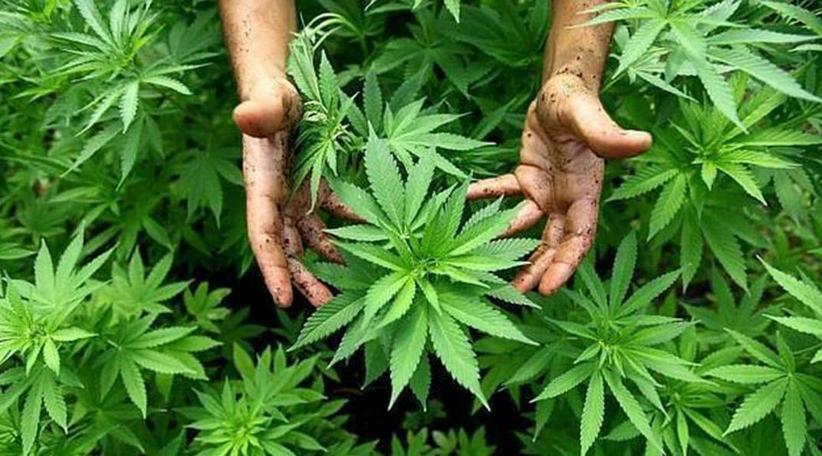 Argentina legaliza el autocultivo de marihuana para uso medicinal