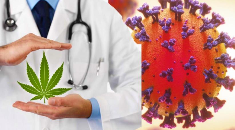 La marihuana reduce riesgos frente al Covid-19, según una investigación