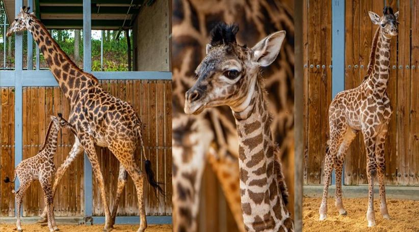 Walt Disney World Resort da la bienvenida a un adorable crío de jirafa