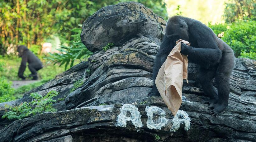 Disney's Animal Kingdom revela el nombre del nuevo miembro de su familia de gorilas