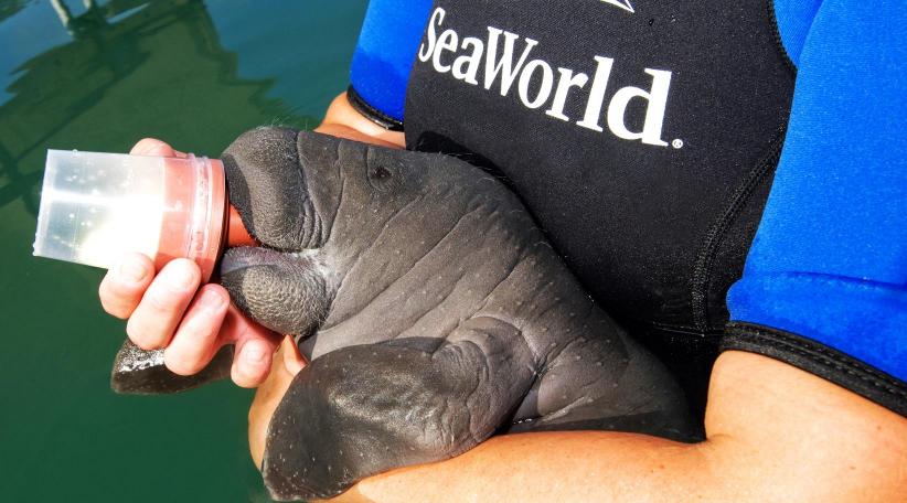 SeaWorld Orlando duplicará el área de cuidados intensivos para manatíes