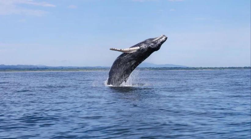 Vacaciones en Panamá: Los avistamiento de ballenas jorobadas invitan a descubrir las maravillas de la vida silvestre oceánica