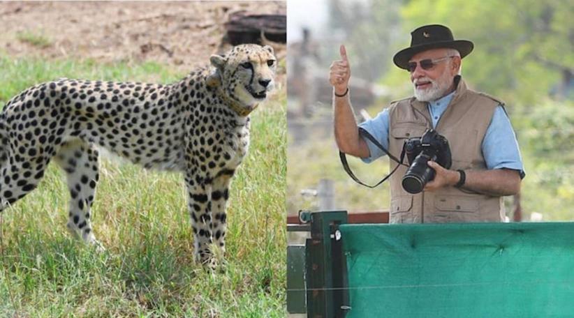 Narendra Modi celebra su cumpleaños recibiendo 8 guepardos de Namibia, 70 años después de haberse extinguido en India