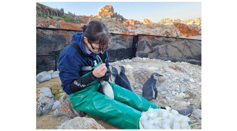 El Fondo para la Conservación de SeaWorld otorgó una donación de emergencia para salvar pingüinos en Sudáfrica