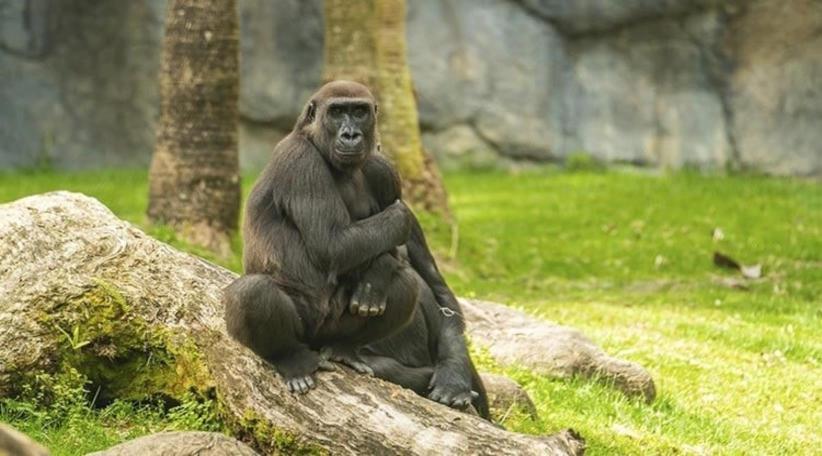 Busch Gardens Tampa Bay celebra el Día de la Tierra con programación especial y educativa