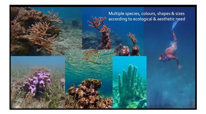 CHTA Celebrates Coral Reef Stewards and Launches Tourism Best Practices Guide