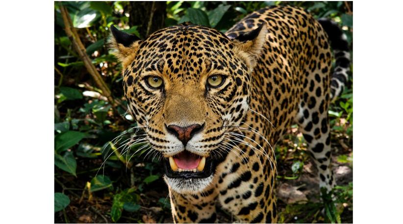 Visitamos el Zoológico de Belice: rescate, educación y conservación de la vida silvestre.