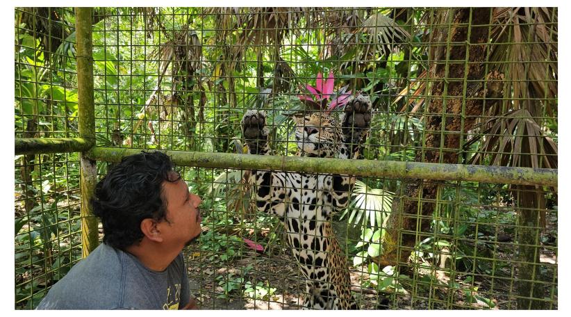 We Visited the Belize Zoo Rescue, Education and Wildlife Conservation.