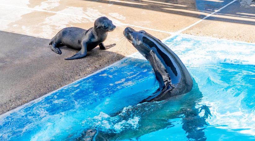 SeaWorld San Diego celebra el nacimiento de una cría de delfín mular y una cría de león marino de California.