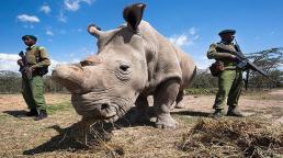 Cuando su estado se agravó, el equipo de veterinarios de la reserva natural Ol Peteja de Kenia donde vivía, decidió practicarle la eutanasia. Así lo informaron en un comunicado 