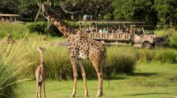  Aella, una cría de jirafa Masai de 2 meses de edad, salió por primera vez a la sabana en Disney's Animal Kingdom.  (David Roark, fotógrafo)