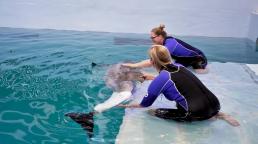 Clearwater Marine Aquarium: Visitamos el hogar del famoso delfín Winter