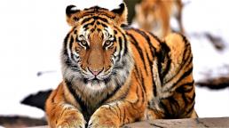 Tiger at US zoo tests positive for coronavirus