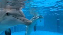 Clearwater Marine Aquarium revela el nuevo hogar que tendrá el delfín Winter