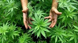 Argentina legaliza el autocultivo de marihuana para uso medicinal