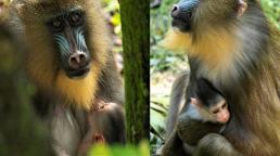IVY, una bebé mandril se une a la familia de Disney's Animal Kingdom