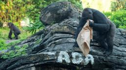 Disney's Animal Kingdom revela el nombre del nuevo miembro de su familia de gorilas