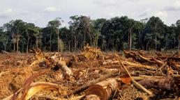Más de 100 líderes mundiales se comprometieron en un pacto histórico a detener la deforestación, restaurar la vida de los bosques y poner fin a la degradación de la tierra para el año 2030, con una inversión de 19 mil millones de dólares, incluidos fondos públicos y privados.