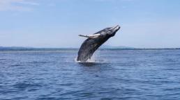 Vacaciones en Panamá: Los avistamiento de ballenas jorobadas invitan a descubrir las maravillas de la vida silvestre oceánica