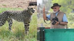 Narendra Modi celebra su cumpleaños recibiendo 8 guepardos de Namibia, 70 años después de haberse extinguido en India