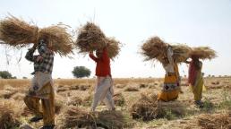 India wheat harvest could hit record on higher planting area
