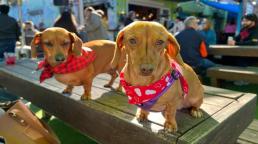 St. Pete/Clearwater: Un Paraíso Pet-Friendly para Viajar con tu Mejor Amigo