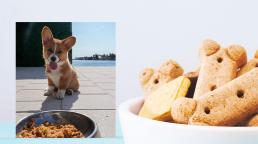 Shooters Waterfront Un restaurante dog friendly doggy en Fort Lauderdale para disfrutar con tu mascota