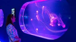 Pompano Beach unveils the first jellyfish museum in the United States.