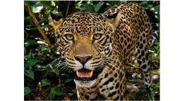 Visitamos el Zoológico de Belice: rescate, educación y conservación de la vida silvestre.