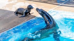 SeaWorld San Diego celebra el nacimiento de una cría de delfín mular y una cría de león marino de California.