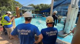 Primeras ballenas beluga rescatadas del Marineland of Canada llegan sanas y salvas a sus nuevos hogares en Estados Unidos.