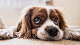 La Legislatura porteña aprobó la creación de un un cementerio y crematorio públicos para perros y gatos.