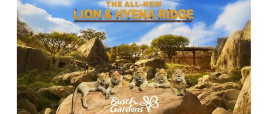 Busch Gardens Tampa Bay estrena “Lion &amp; Hyena Ridge”, un hábitat inmersivo que lleva a los visitantes al corazón de la sabana africana.