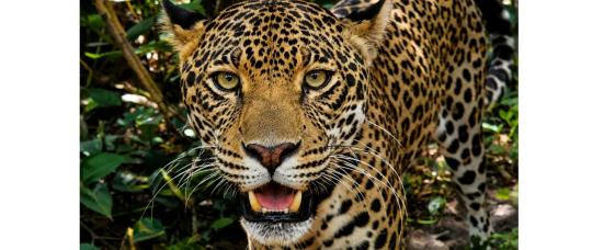 Visitamos el Zoológico de Belice: rescate, educación y conservación de la vida silvestre.