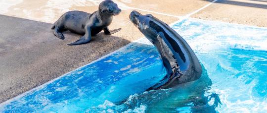 SeaWorld San Diego celebra el nacimiento de una cría de delfín mular y una cría de león marino de California.