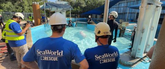 Primeiras baleias-beluga resgatadas do Marineland of Canada chegam aos Estados Unidos.