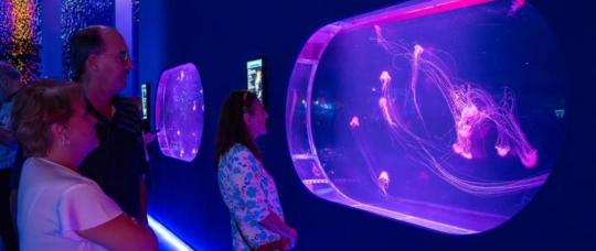 Pompano Beach pitches fall weekend of beaches, fishing, diving and the first U.S. jellyfish museum.