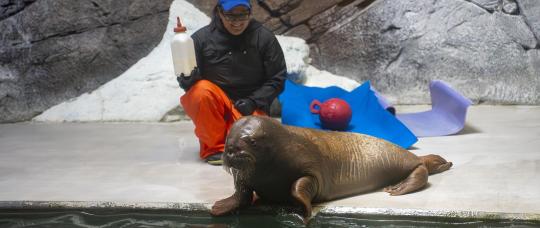 SeaWorld Orlando recibe a Annautaq, una cría de morsa rescatada en Alaska.